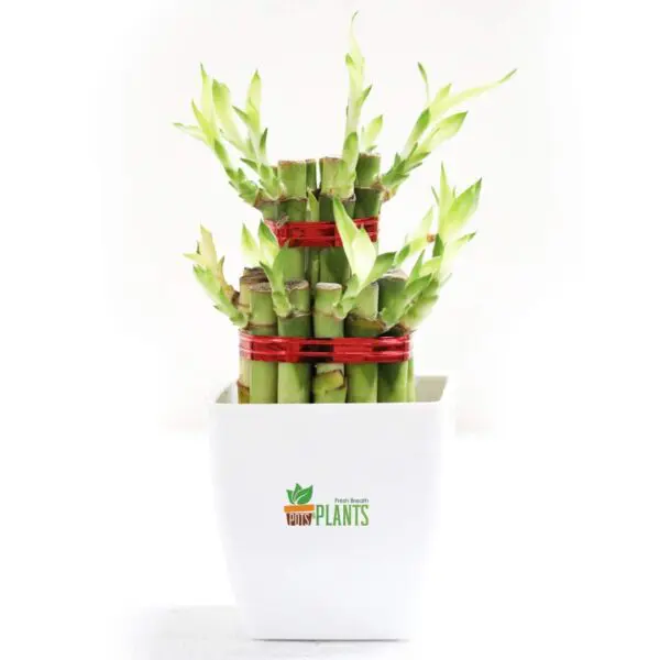 Lucky Bamboo Two Layer Plastic (Indoor Bamboo Tree Plants) In Pot- For Gifting, Home Decor, Tabletop & Office Desk