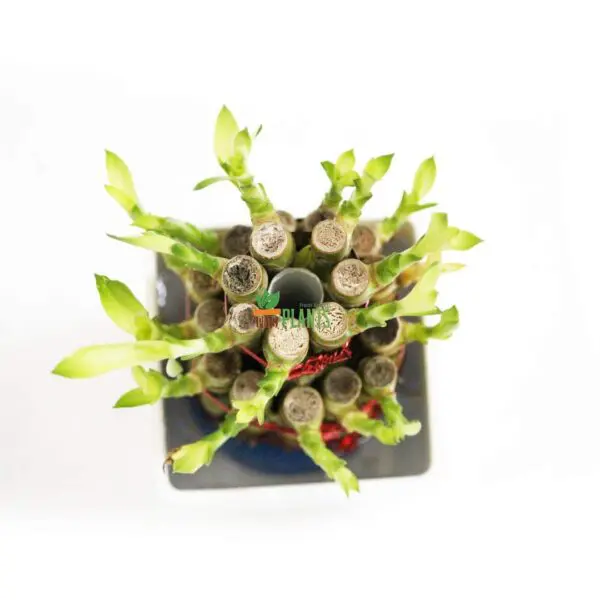 Lucky Bamboo Two Layer Plastic (Indoor Bamboo Tree Plants) In Pot- For Gifting, Home Decor, Tabletop & Office Desk