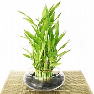 3 layer lucky bamboo plant