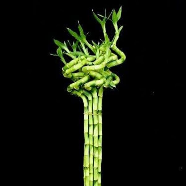 Spiral Lucky Bamboo / Dancing Sticks 40 cm