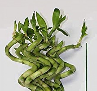 Spiral Lucky Bamboo / Dancing Sticks Stalks Of 60cm