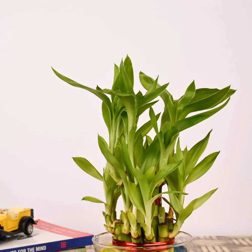 Lucky Bamboo Arrangement In Cube Glass Vase