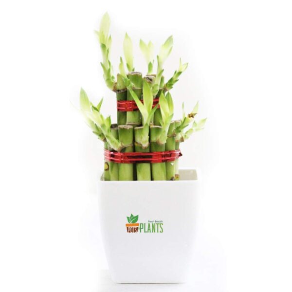 Lucky Bamboo Two Layer Plastic (Indoor Bamboo Tree Plants) In Pot- For Gifting, Home Decor, Tabletop & Office Desk