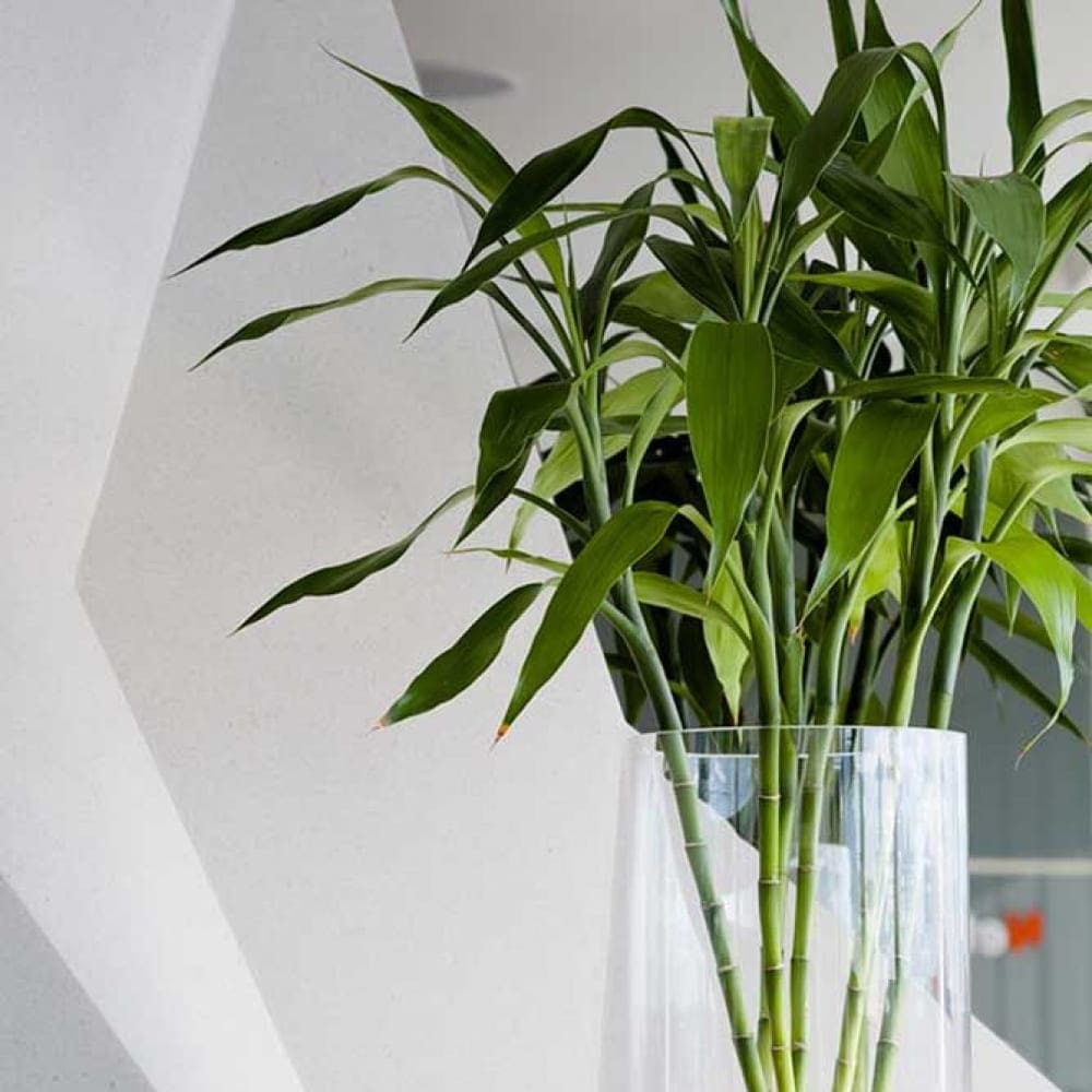 Online Plant Nursery | Buy Indoor & Outdoor Plants Online - Pots 