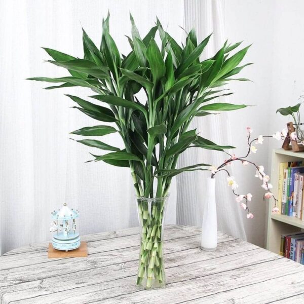 Single Stem Fresh Lucky Bamboo (Live Plant:60cm) With 1 Year Bamboo Japanese Fertilizer