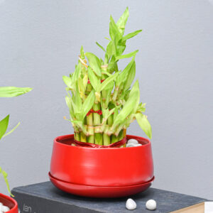 Metal Planter Pot (Matte Red With Drain Plate)