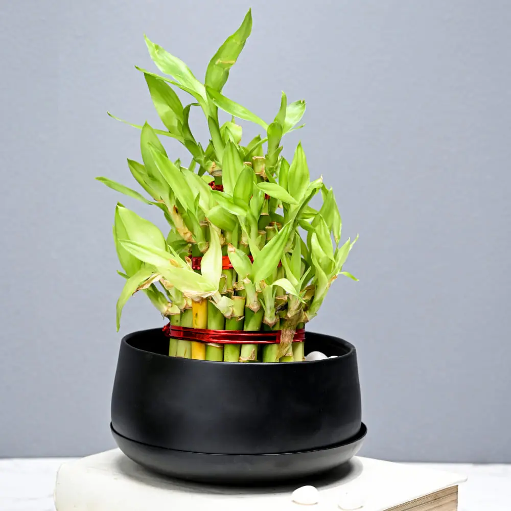 Metal Planter Pot (Matte Black With Drain)