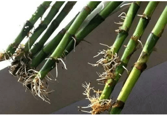 Lucky Bamboo Straight Sticks 60 Cm Live Plant (Pack Of 4)