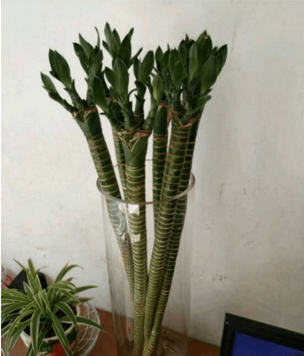 Lotus Bamboo Live Plants Without Glass (30cm)