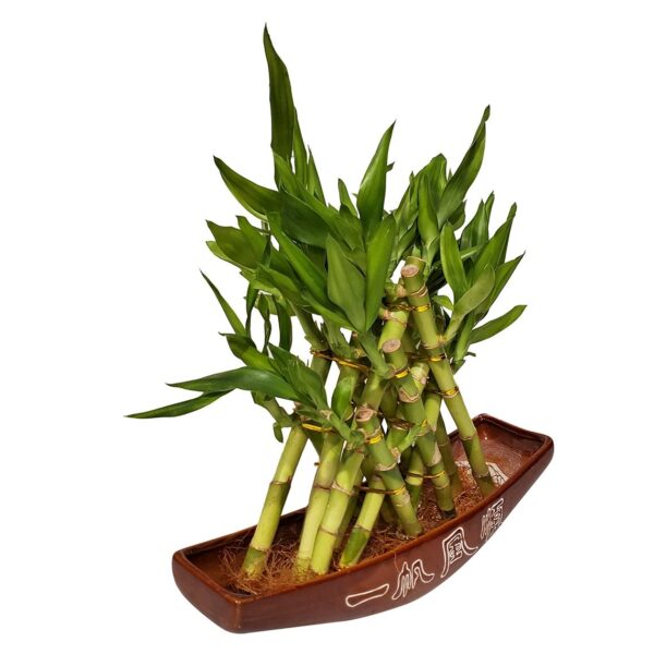 3 Layer Braided Live Lucky Pyramid Bamboo Arrangement