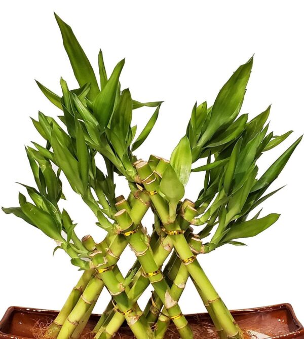 3 Layer Braided Live Lucky Pyramid Bamboo Arrangement