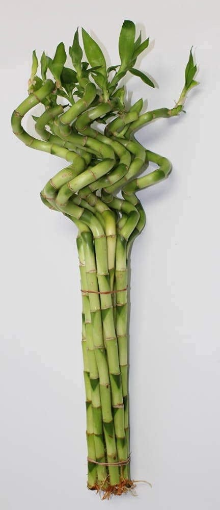 Spiral Lucky Bamboo / Dancing Sticks Stalks Of 60cm