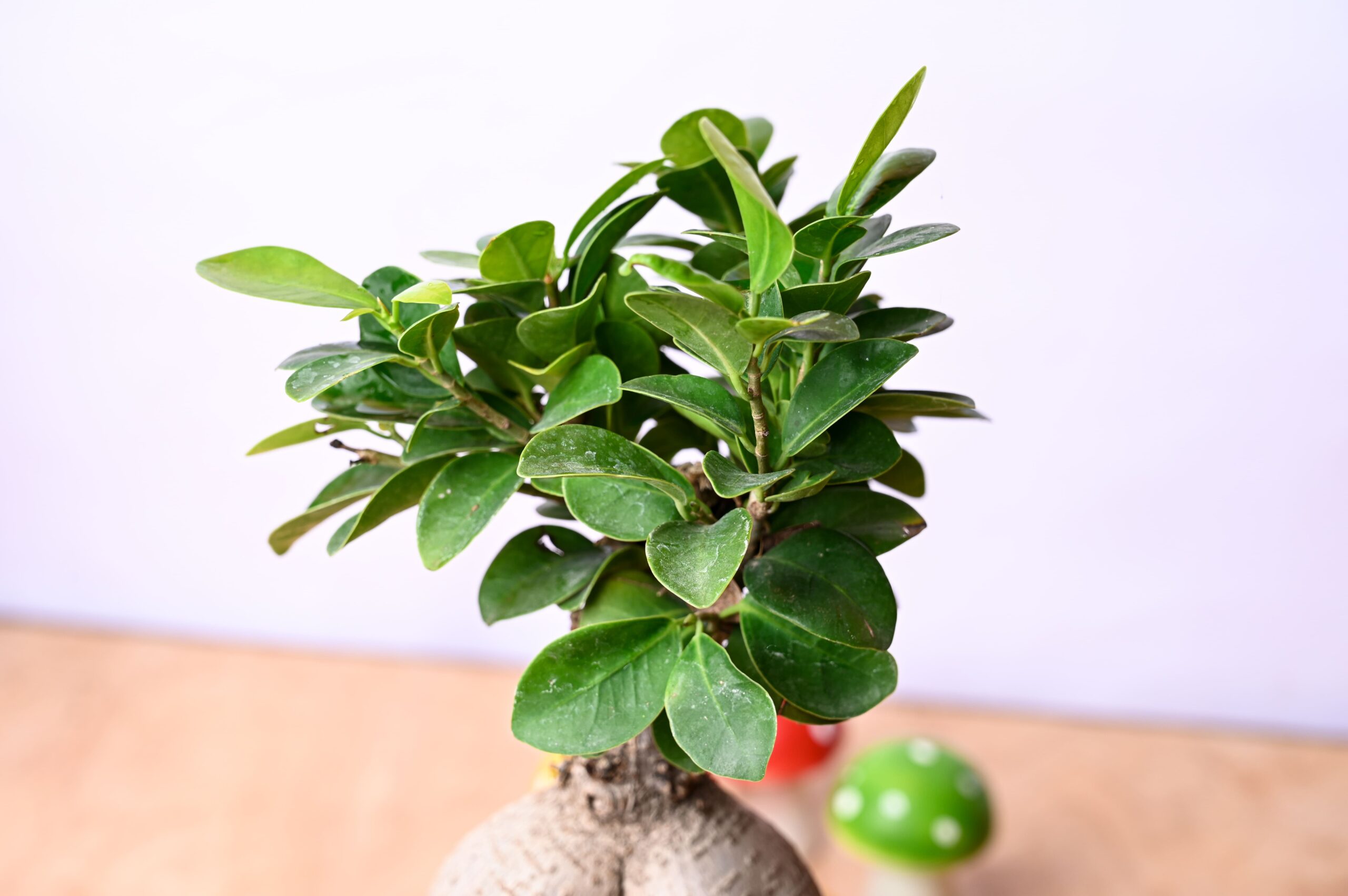 Ficus Ginseng Bonsai(Retusa Microcarpa) Live Plant 4 Years Old
