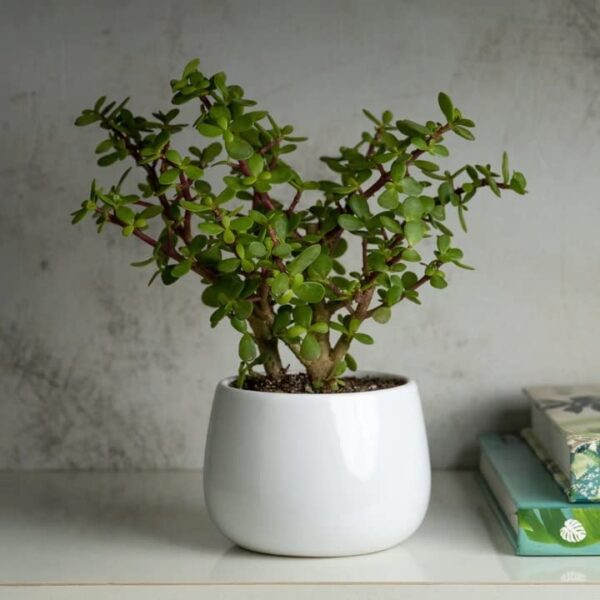 Jade Plant With Ceramic Pot