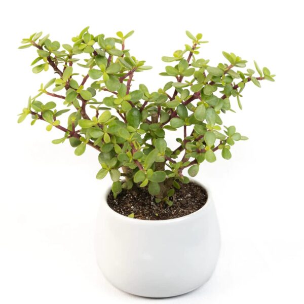 Jade Plant With Ceramic Pot