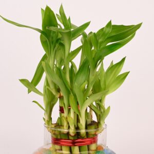Next Two Layer Lucky Bamboo In Glass Pot With One Year Bamboo Japanese Fertilizer