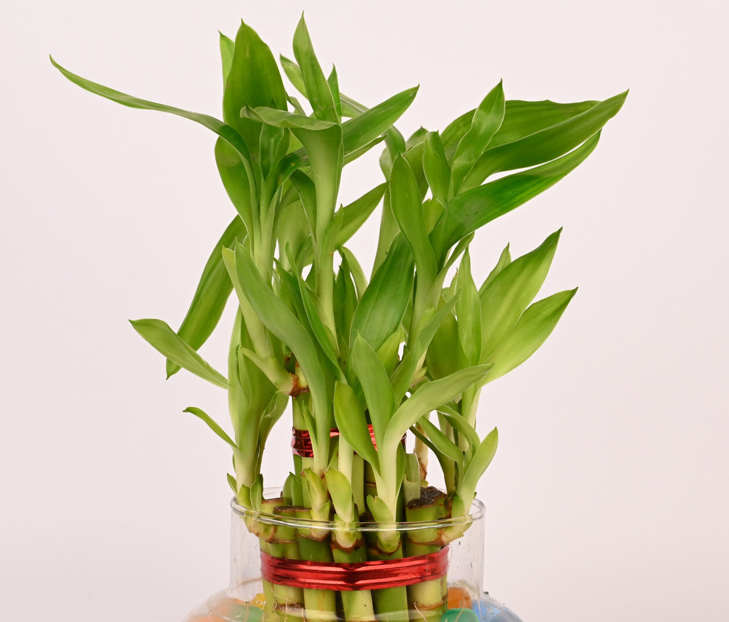 Next Two Layer Lucky Bamboo In Glass Pot With One Year Bamboo Japanese Fertilizer