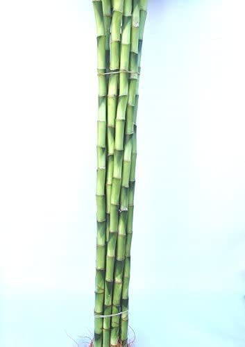 Live Spiral Lucky Bamboo / Dancing Sticks of 90cm (About 32-35 Inches from Bottom to Top)