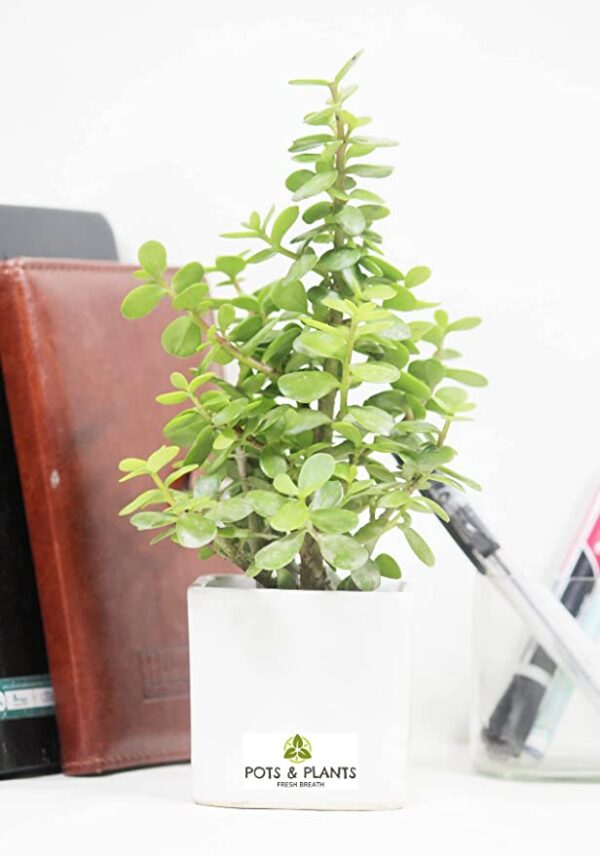 Good Luck Jade Plant in Ceramic Pot Air Purifier