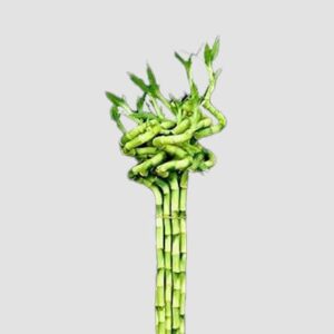Live Spiral Lucky Bamboo / Dancing Sticks of 90cm (About 32-35 Inches from Bottom to Top)