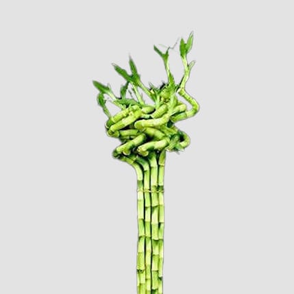 Live Spiral Lucky Bamboo / Dancing Sticks, 4 Stalks, 1 Bundle of 90cm (About 32-35 Inches from Bottom to Top)