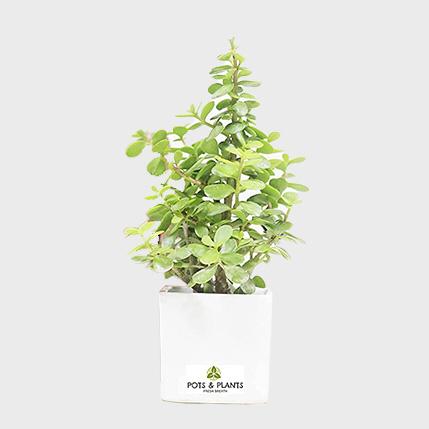 Online Plant Nursery | Buy Indoor & Outdoor Plants Online - Pots 