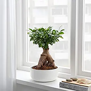 POTS and Plants Beautiful Live Grafted Ficus Bonsai Tree 4 Year Old (Best Gifting Plants)