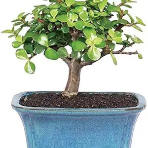 POTS AND PLANTS 5 Year Old Grafted Jade Bonsai (Green)