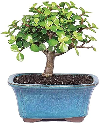 POTS AND PLANTS 5 Year Old Grafted Jade Bonsai (Green)