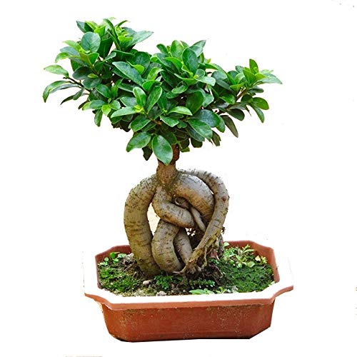 POTS and Plants Combo of 5 Bonsai Tree's, Indoor Ficus Ginseng Microcarpa Root and Grafted Ornamental /Air Purifier Plants,4.5+Years Old (30-40cm),Best Gifting Combo of Plant Lovers
