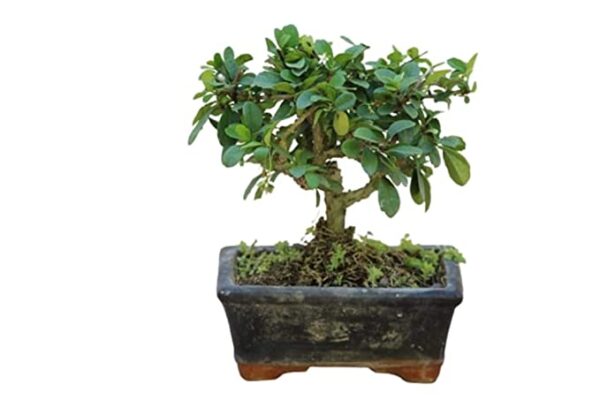 POTS and Plants Carmona fukien Tea Tree Bonsai, 6.5 Year Old in Ceramic Pot, (i Shape)