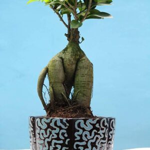 POTS and Plants -Grafted Ficus Indoor Bonsai Live Plants for Home/Office- 4 Years Old Bonsai Tree (Best Gifting Plant)
