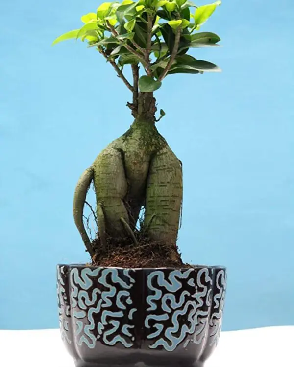 POTS and Plants -Grafted Ficus Indoor Bonsai Live Plants for Home/Office- 4 Years Old Bonsai Tree (Best Gifting Plant)