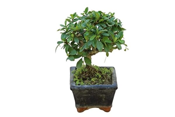 POTS and Plants Carmona fukien Tea Tree Bonsai, 6.5 Year Old in Ceramic Pot, (i Shape)