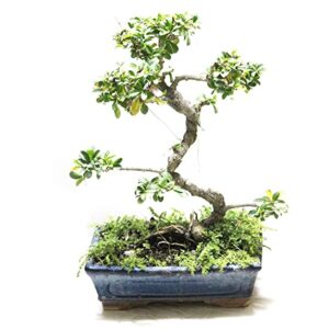 POTS AND PLANTS Carmona Bonsai Tree 9 Yrs Old - Flowering Bonsai Plants for Home Indoor