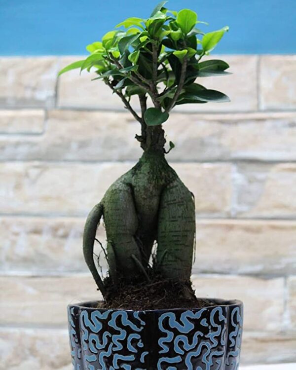 POTS and Plants -Grafted Ficus Indoor Bonsai Live Plants for Home/Office- 4 Years Old Bonsai Tree (Best Gifting Plant)