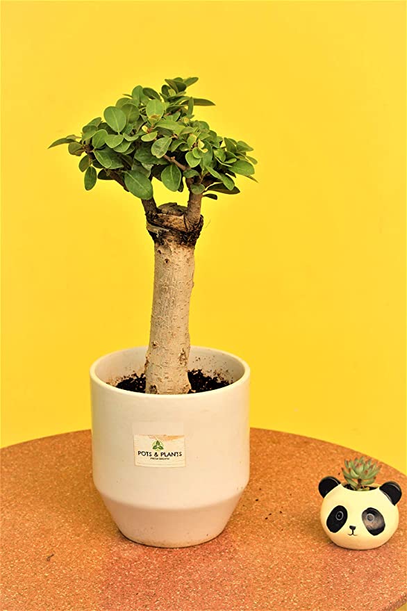 POTS and PLANT Si Shape Ficus Bonsai Live Plant- Most Popular Gifting Bonsai Plants