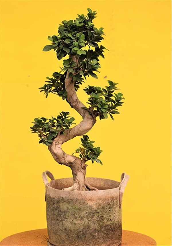 POTS and Plants Ficus Bonsai Tree Podacate Multicurve Indoor Bonsai Plants(S-Shape), 90cm
