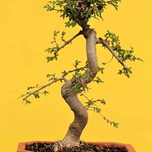 Pots & Plants ,Rare Ulmus/Elm Bonsai Live Plants 16+ Years Old- Premium Gifting Option for Home Decor/Office