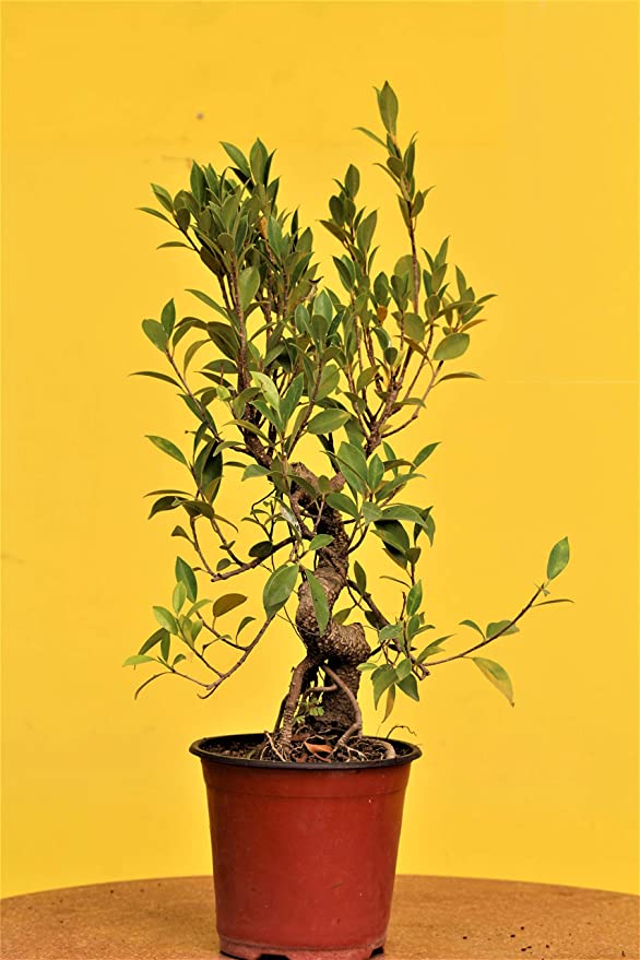 POTS and Plants Carmona Bonsai Real Plant - World Most Gifting and Home Decor Plant