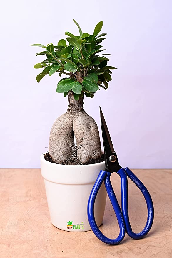 POTS AND PLANTS Grafted Ficus Indoor Real Bonsai Live Plant for Home/Office with Pot - 4 Years Old with Free Professional Bonsai Steel Garden Multipurpose Scissor Tool for Pruning, Arranging and Trimming the Plants |Feng Shui | Gifts | Home Decor (Bonsai Live Plant with Ceramic Pot)