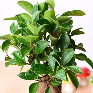 POTS AND PLANTS Grafted Bonsai Live Plant Indoor Bonsai for Gifts, Home Decor, Feng Shui, 4 Years old in Multicolor Plastic Pot with 5gm Bonsai Plant Fertilizer