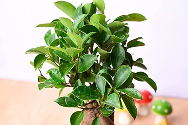 POTS AND PLANTS Grafted Bonsai Live Plant Indoor Bonsai for Gifts, Home Decor, Feng Shui, 4 Years old in Multicolor Plastic Pot with 5gm Bonsai Plant Fertilizer
