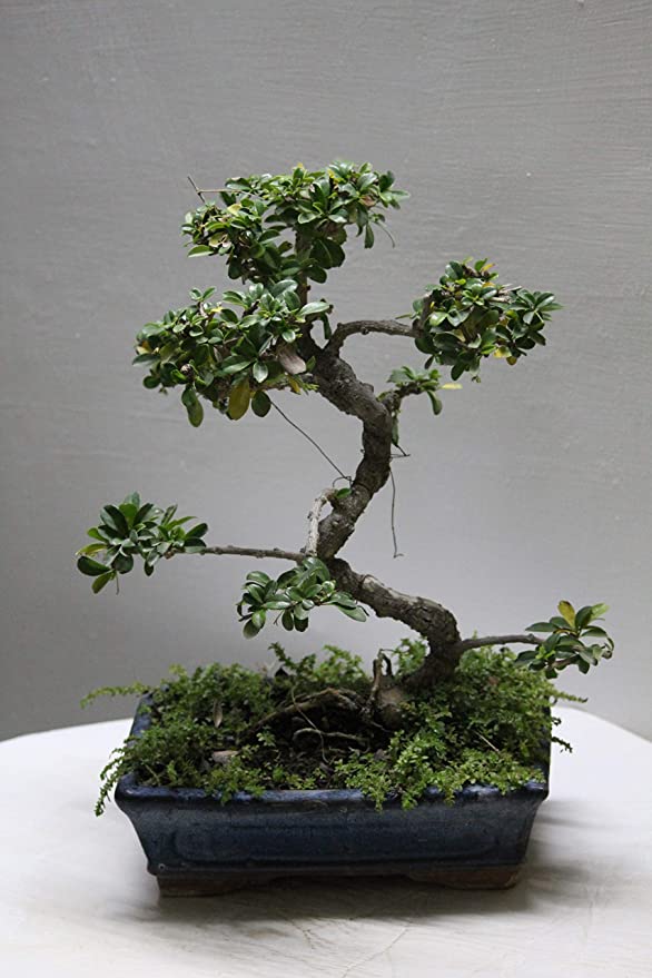 POTS AND PLANTS Carmona Bonsai Tree 9 Yrs Old - Flowering Bonsai Plants for Home Indoor