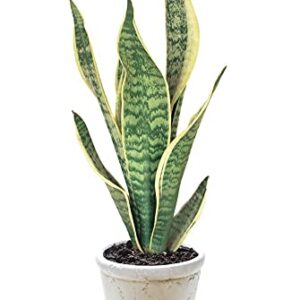 Pots and Plants Air purify/Cleaner Sansevieria Superba /Snake Plant Indoor (Size: Large ,Fiber Pot)