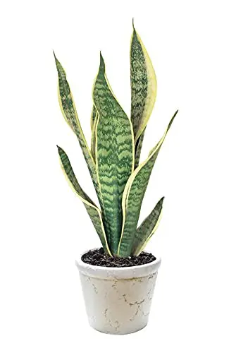 Pots and Plants Air purify/Cleaner Sansevieria Superba /Snake Plant Indoor (Size: Large ,Fiber Pot)