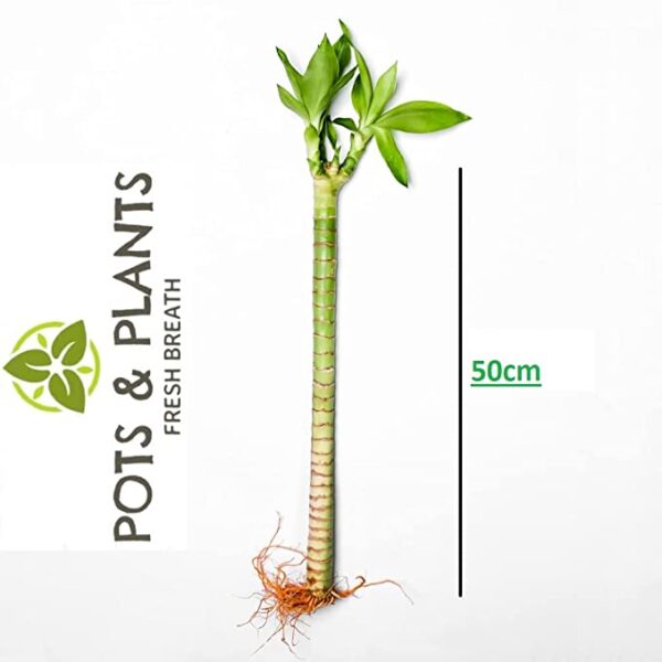 POTS AND PLANTS 50 cm Lotus Bamboo Live Plants Without Glass Container