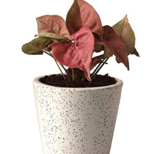 POTS and Plants Good Luck Air Purifying Live Pink Syngonium Plant in Ceramic Pot, Pink Leaves