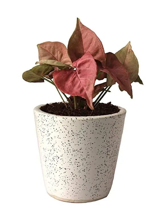 POTS and Plants Good Luck Air Purifying Live Pink Syngonium Plant in Ceramic Pot, Pink Leaves