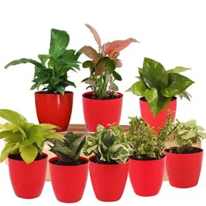 POTS AND PLANTS Combo of Pink Syngonium Plant, Dwarf Syngonium, Golden Money Plant, Sansevieria Green, Green Money Plant, White Money Plant, Good Luck Jade and Peace Lily - Set of 8 Plants